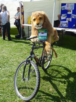 Lions mascot promoting the Wild Boar Challenge