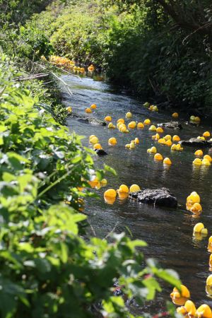 Duck race